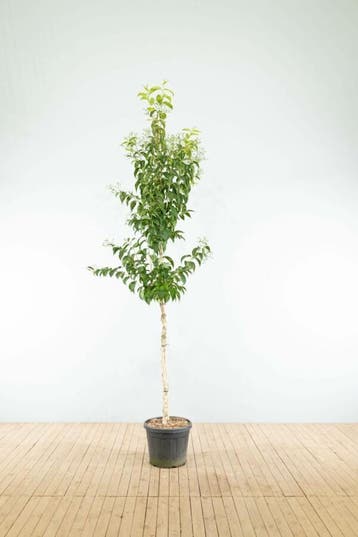 Heptacodium miconioides hoogstam 8/10