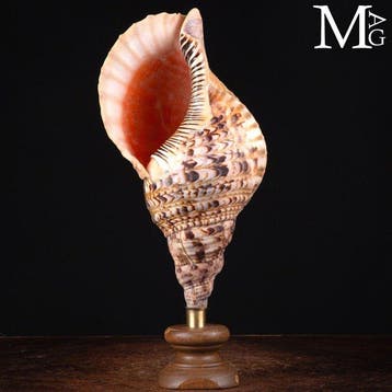 Schelpen van het geslacht Charonia - Elegant houten en