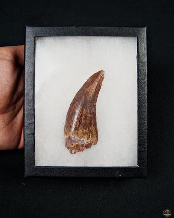 Dinosaurus - Fossiele tand - Carcharodontosaurus saharicus, Verzamelen, Mineralen en Fossielen