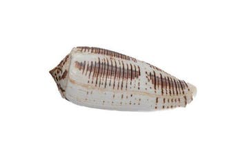 Reus van zijn soort: Conus magus (75 mm) uit de Filipijnen, Verzamelen, Nieuw