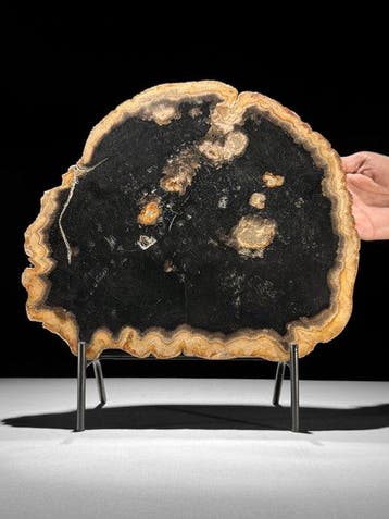 Prachtige plak versteend hout op een op maat gemaakte