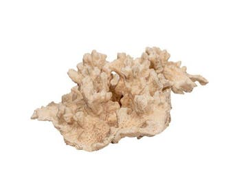 Zeldzaamheid: Groot Turbinaria frondens koraal 25 cm uit de, Verzamelen, Nieuw
