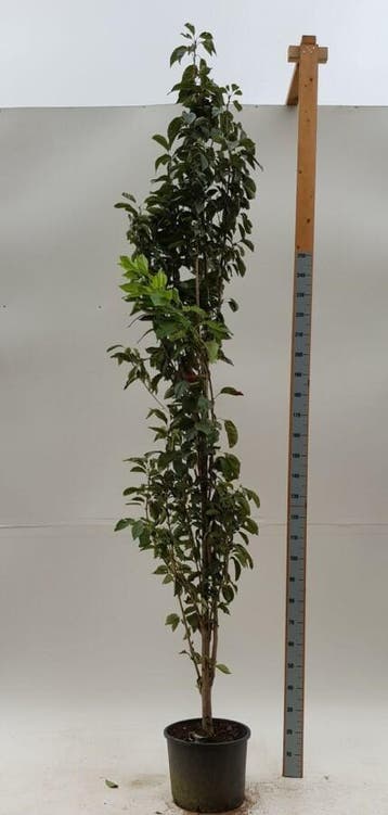 Prunus serrulata Amanogawa beveerd
