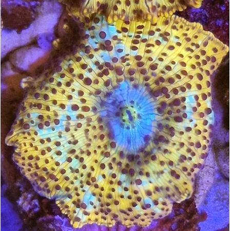 Discosoma Leopard (1 stuk), Dieren en Toebehoren, Vissen | Aquaria en Toebehoren, Ophalen of Verzenden
