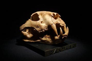 panter Taxidermie replica montage - Panther Skull Replica -