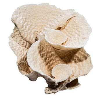 Exclusieve XXL steenkoraal (33 cm) – Prachtig verzamelobject, Nieuw