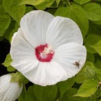 Hibiscus Moscheutos Luna F1 White (Wit, luna-f1-white), Ophalen of Verzenden, Eenjarig, Overige soorten
