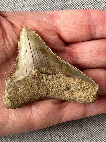 Megalodon-tand 6,8 cm - Fossiele tand - Carcharocles