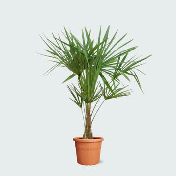 Green Bubble - Trachycarpus Fortunei - 120cm - Ø21 cm, Ophalen of Verzenden