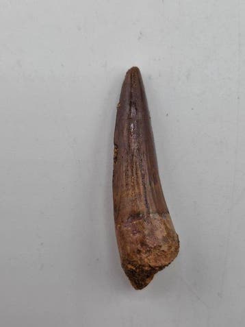 Spinosaurus - Fossiele tand - Spinosaur Aegyptiacus - 4 cm