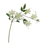 Clematis Dubbel Crème Zijdenbloem 78 cm per stuk, Ophalen of Verzenden, Nieuw