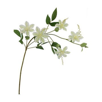 Clematis Dubbel Crème Zijdenbloem 78 cm per stuk, Ophalen of Verzenden, Nieuw