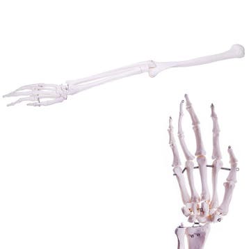 Anatomie model armskelet en hand, Nieuw