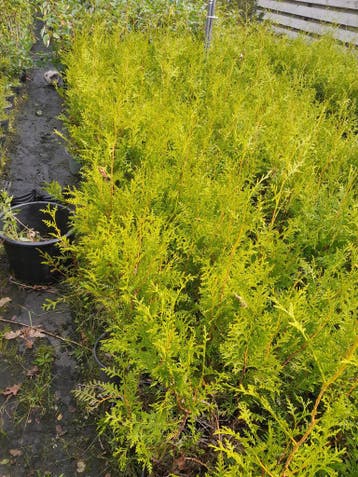Thuja Brabant Haagconifeer Conifeer in pot 50-60cm €4,50, Ophalen of Verzenden, Conifeer, Haag