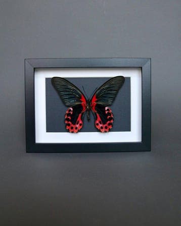 Vlinder Taxidermie volledige montage - Papilio rumanzovia -, Nieuw
