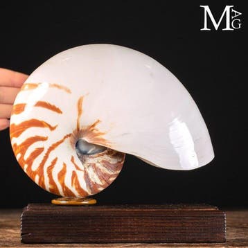 Nautilus Pompilius op houten- en agaatstand – De Schelp der