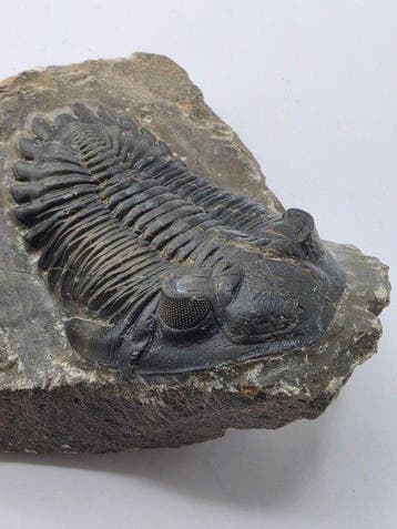 Trilobiet - Gefossiliseerd dier - Hollardops mesocristata -