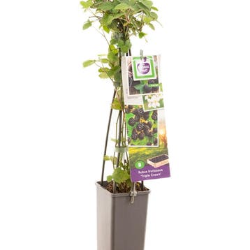 Braam Triple Crown container (P11) Roze, Wit, Verzenden