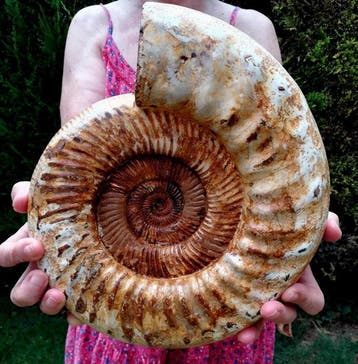 Ammoniet - Gefossiliseerd dier - Kranaosphinctes roedereri
