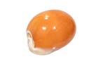 Gouden Cowrie [ VERZAMELSTUK ] Taxidermie wandmontage -, Nieuw