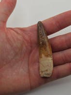 Spinosaurus - Fossiele tand - Spinosaur Aegyptiacus - 7 cm