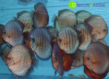 +++TOPKWALITEIT DISCUSVISSEN+++ Discus discusvis WAAUW, Dieren en Toebehoren, Vis, Zoetwatervis