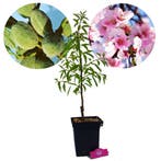 amandelboom Prunus dulcis Texas + Pot 23cm, Verzenden, Volle zon