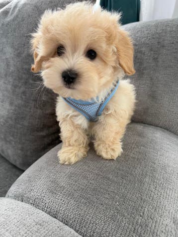 Mini MALTIPOO pups f1 hier geboren, mooi en gezond, Parvo, Overige rassen, 8 tot 15 weken, Meerdere