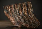 Wolharige mammoet - Fossiele kies - Mammuthus primigenius -, Verzamelen, Mineralen en Fossielen