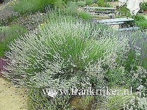 Lavandula intermedia 'edelweiss' witte lavendel P9, Ophalen of Verzenden, Zomer, Vaste plant, Volle zon