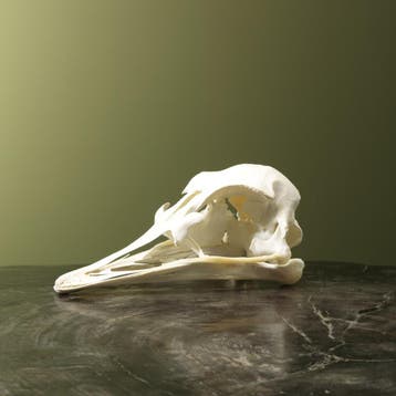 Struisvogel Schedel Taxidermie Opgezette Dieren By Max, Ophalen of Verzenden, Nieuw, Vogel, Opgezet dier