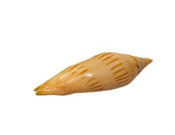 Zeldzaam Amoria maculata f. isabella XL | Zeldzame, Nieuw