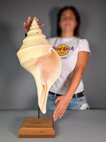 Grote Australische trompetschelp op een op maat gemaakte, Nieuw