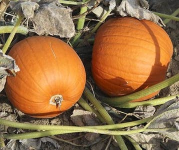 Hal. Eros F1 PMT Goede halloweenpompoen kleinverpakking, Ophalen of Verzenden, Nieuw