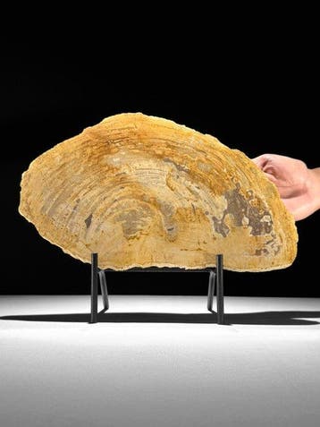 Prachtige snede van versteend hout op een op maat gemaakte