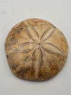 Fossiele zee-egel (echinoïde) – Gepolijst exemplaar met, Verzamelen
