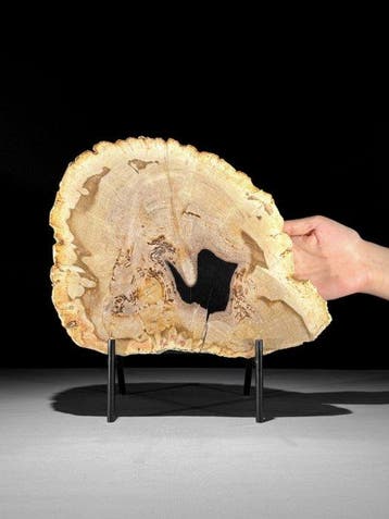 Prachtige snede van versteend hout op een op maat gemaakte