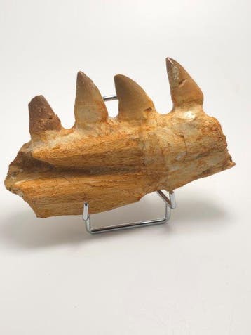 Mosasaurus - Fossiele tand - 11 cm (Zonder minimumprijs)