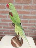 Prachtige grote alexander parkiet Taxidermie volledige, Verzamelen, Dierenverzamelingen, Nieuw
