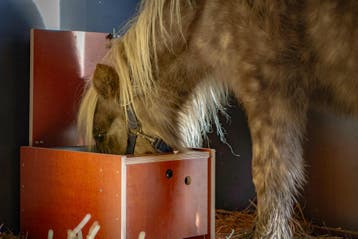 Tinybutler, paardenvoerautomaat voor slobber en krachtvoer, Ophalen of Verzenden, Nieuw, Overige soorten