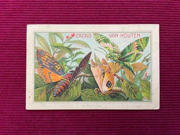 Anonymous - Cacao Van Houten - Cacao Van Houten - Jaren 1890