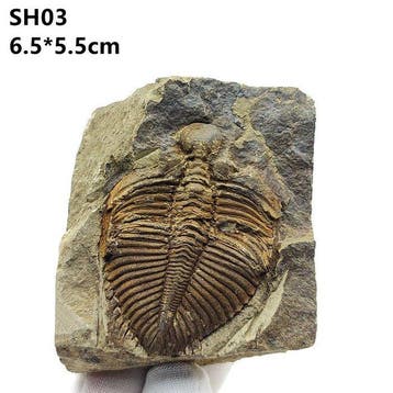 Coronocephalus - Gefossiliseerde schelp - Coronocephalus -, Verzamelen