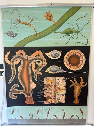 Jung-Koch-Quentell - Lehrmittelverlag Hagemann - Hydra -