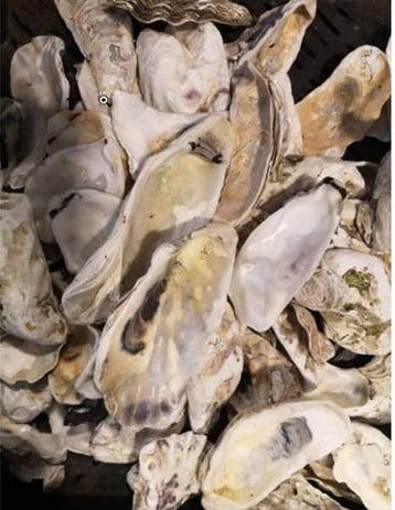 Oesterschelpen biologisch watercleaned > 13 cm 4 stuks, Ophalen of Verzenden, Nieuw