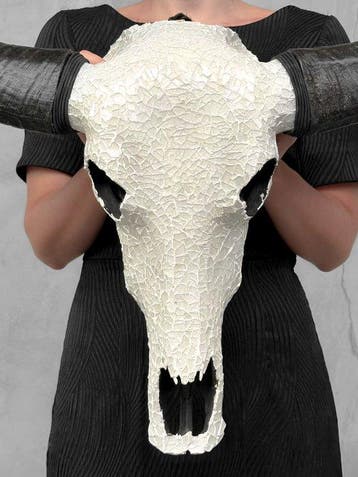 GEEN RESERVEPRIJS - Authentieke Grote Buffaloschedel met