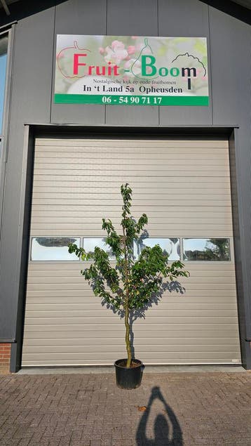 Kersenbomen kordia regina
