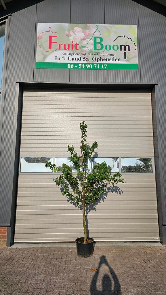 Kersenbomen kordia regina, Tuin en Terras, Planten | Bomen