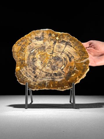 Prachtige schijf versteend hout op een op maat gemaakte