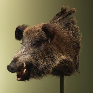 Wild Zwijn Groot Taxidermie Opgezette Dieren By Max, Ophalen of Verzenden, Nieuw, Wild dier, Opgezet dier