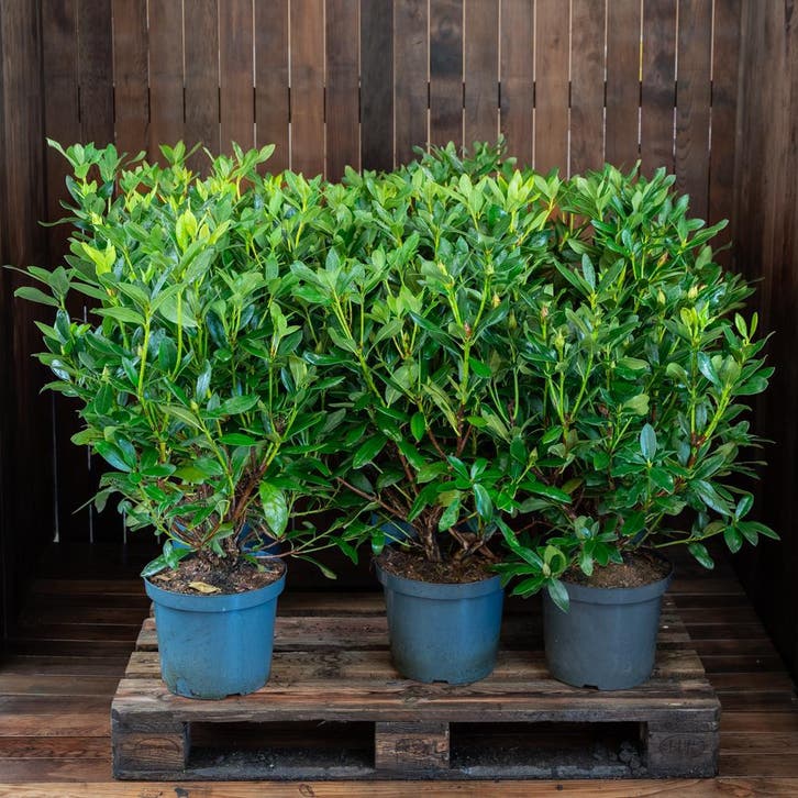 Te koop partij Rhododendron 60-80 cm Cunningham-White, Tuin en Terras, Planten | Struiken en Hagen, Rhododendron, Struik, Minder dan 100 cm